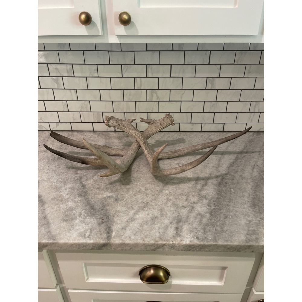 2 Antler Sheds Brown Natural Deer Antlers Rustic Decor Set
